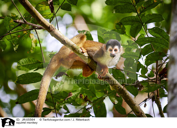 squirrel monkey / JR-05564