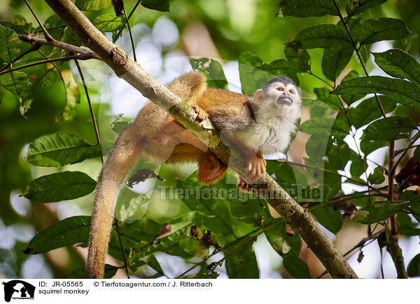 squirrel monkey / JR-05565