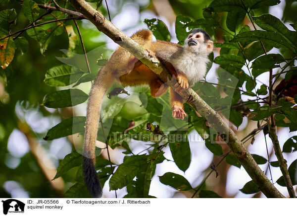 squirrel monkey / JR-05566