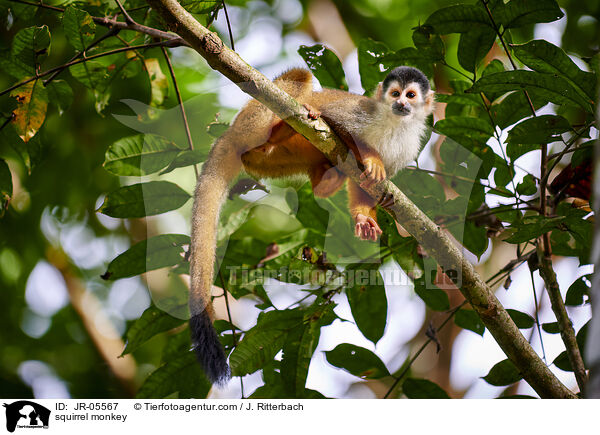 squirrel monkey / JR-05567