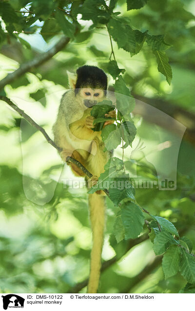 Totenkopfffchen / squirrel monkey / DMS-10122