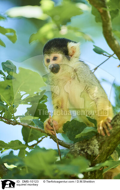 Totenkopfffchen / squirrel monkey / DMS-10123