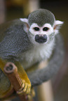 Black-capped Squirrel Monkey