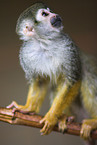 Black-capped Squirrel Monkey