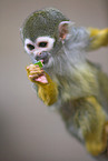 Black-capped Squirrel Monkey