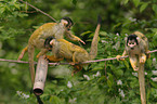 squirrel monkeys