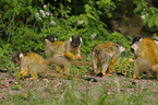 squirrel monkeys