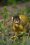 squirrel monkey