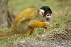 squirrel monkey