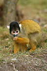 squirrel monkey