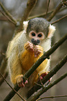 squirrel monkey