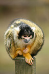 squirrel monkey