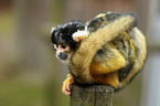 squirrel monkey