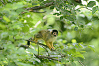 squirrel monkey