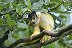 squirrel monkey