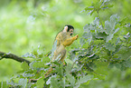 squirrel monkey