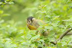 squirrel monkey