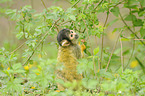 squirrel monkey