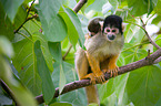 squirrel monkeys