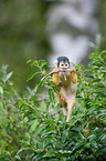 squirrel monkey