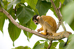 squirrel monkey