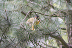 sitting Squirrel Monkey