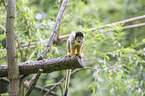 sitting Squirrel Monkey