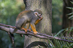 sitting squirrel monkey