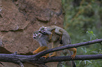 walking squirrel monkeys