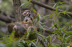 sitting squirrel monkeys