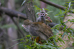 sitting squirrel monkeys