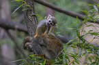 sitting squirrel monkeys