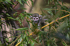 climbing squirrel monkey