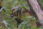 standing squirrel monkey