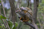 standing squirrel monkeys