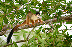 squirrel monkey