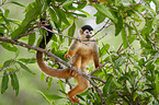 squirrel monkey