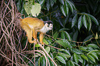 squirrel monkey