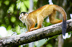 squirrel monkey