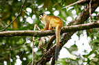 squirrel monkey