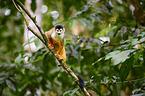 squirrel monkey