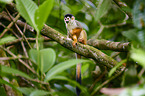 squirrel monkey