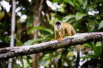 squirrel monkey