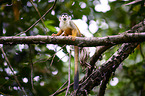 squirrel monkey