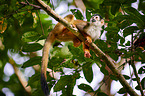 squirrel monkey