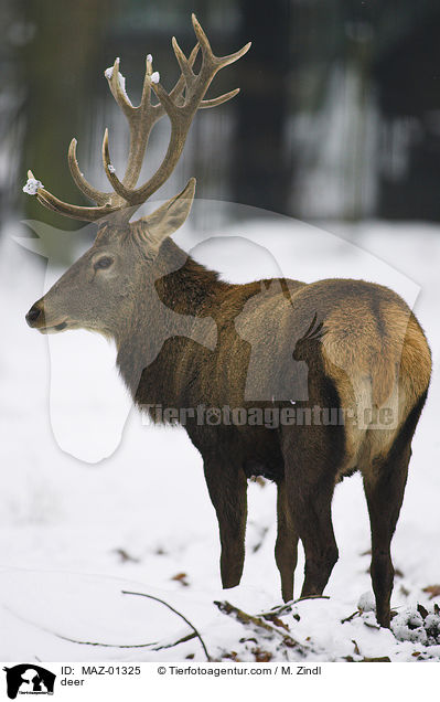 Hirsch / deer / MAZ-01325