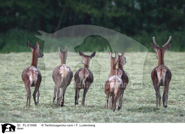 Hirsche / deer / FL-01698