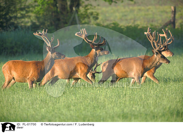 Hirsche / deer / FL-01700