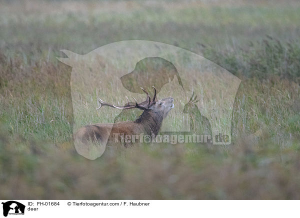 Hirsch / deer / FH-01684