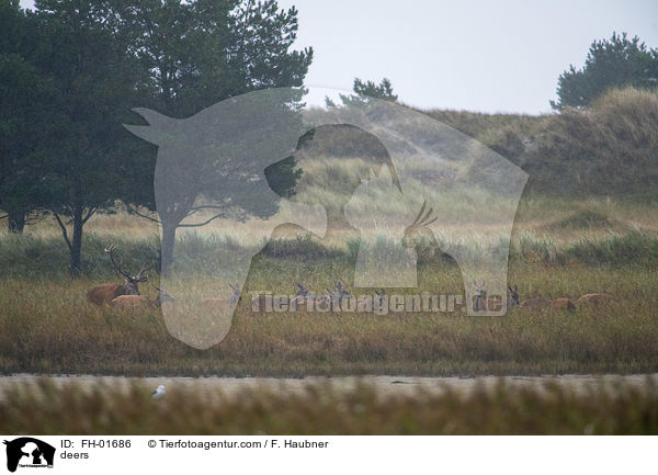 Hirsche / deers / FH-01686